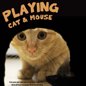 201806 MARKtoe article: Playing cat and mouse by Anna Mouton. Full text.