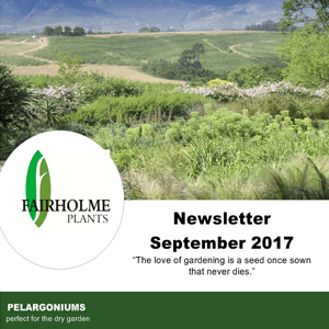 201709 Fairholme Plants newsletter: Pelargoniums. Writer and designer Anna Mouton.