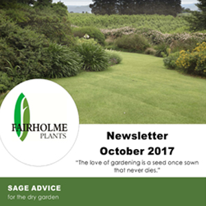 201710 Fairholme Plants newsletter: Sage advice for the dry garden. Writer and designer Anna Mouton.