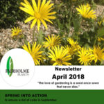 201804 Fairholme Plants newsletter: Spring into action. Writer and designer Anna Mouton.
