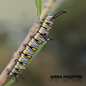 Larvae of African monarch — Danaus chrysippus — on milkweed. Photo by Anna Mouton.