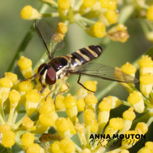 Hoverfly – Family Syrphidae — on fennel — Foeniculum vulgare. Photo by Anna Mouton.