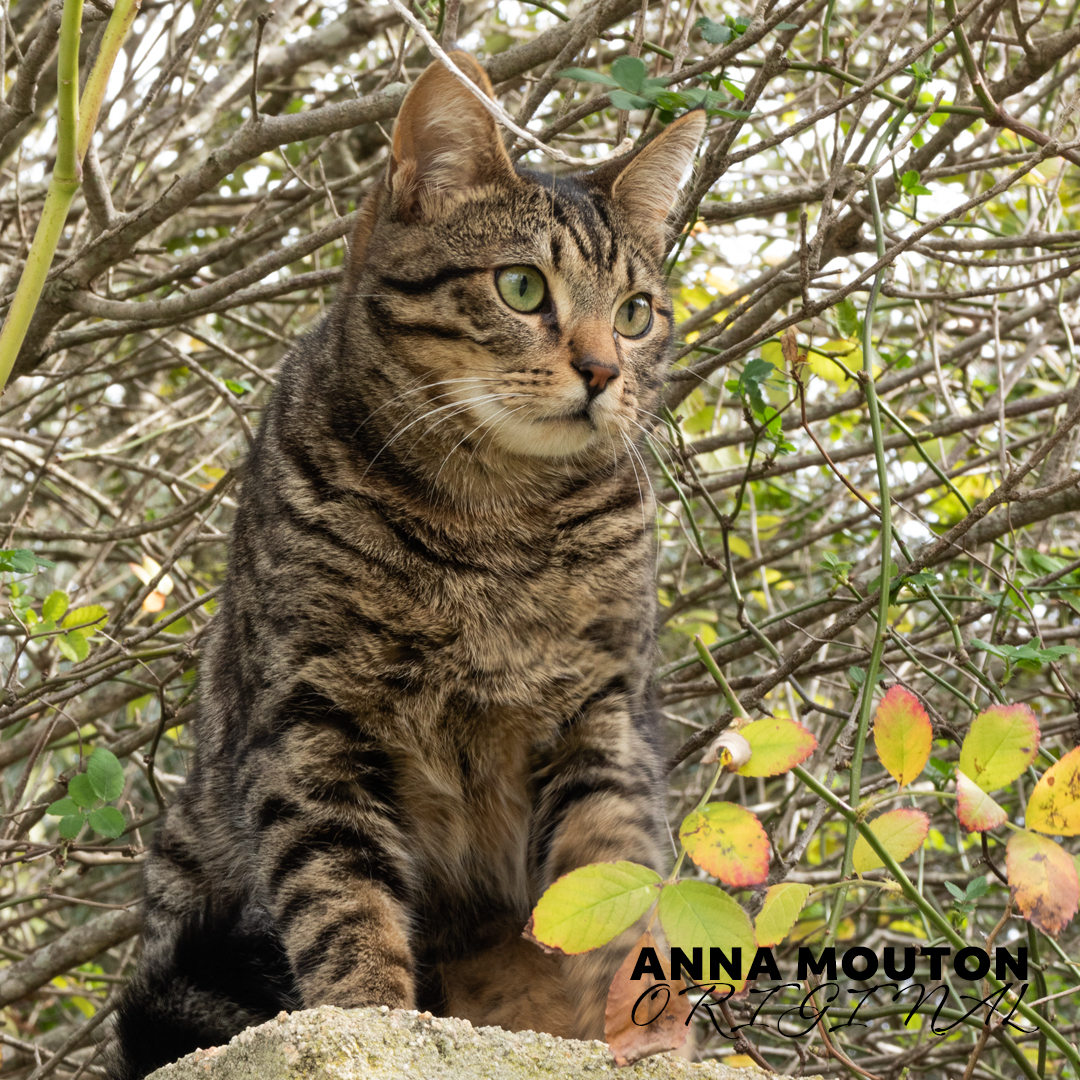 Tabby cat gazing down from a wall. Photo by Anna Mouton.