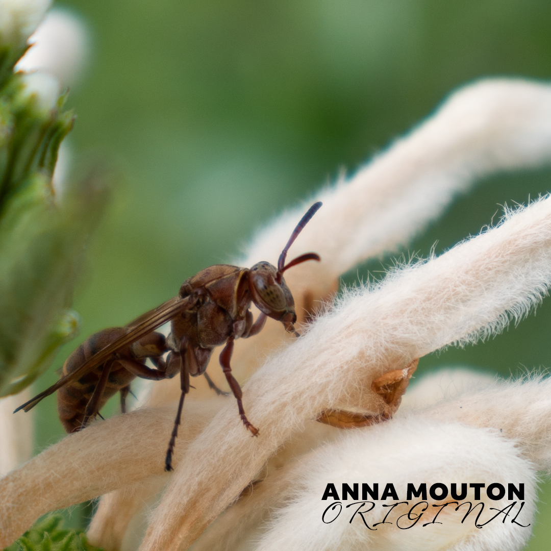 Paper wasp — Family Vespidae — on flower of wild dagga — Leonotis leonurus. Photo by Anna Mouton.