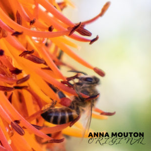 Honey bee — Apis species — on aloe — Aloe ferox. Photo by Anna Mouton.