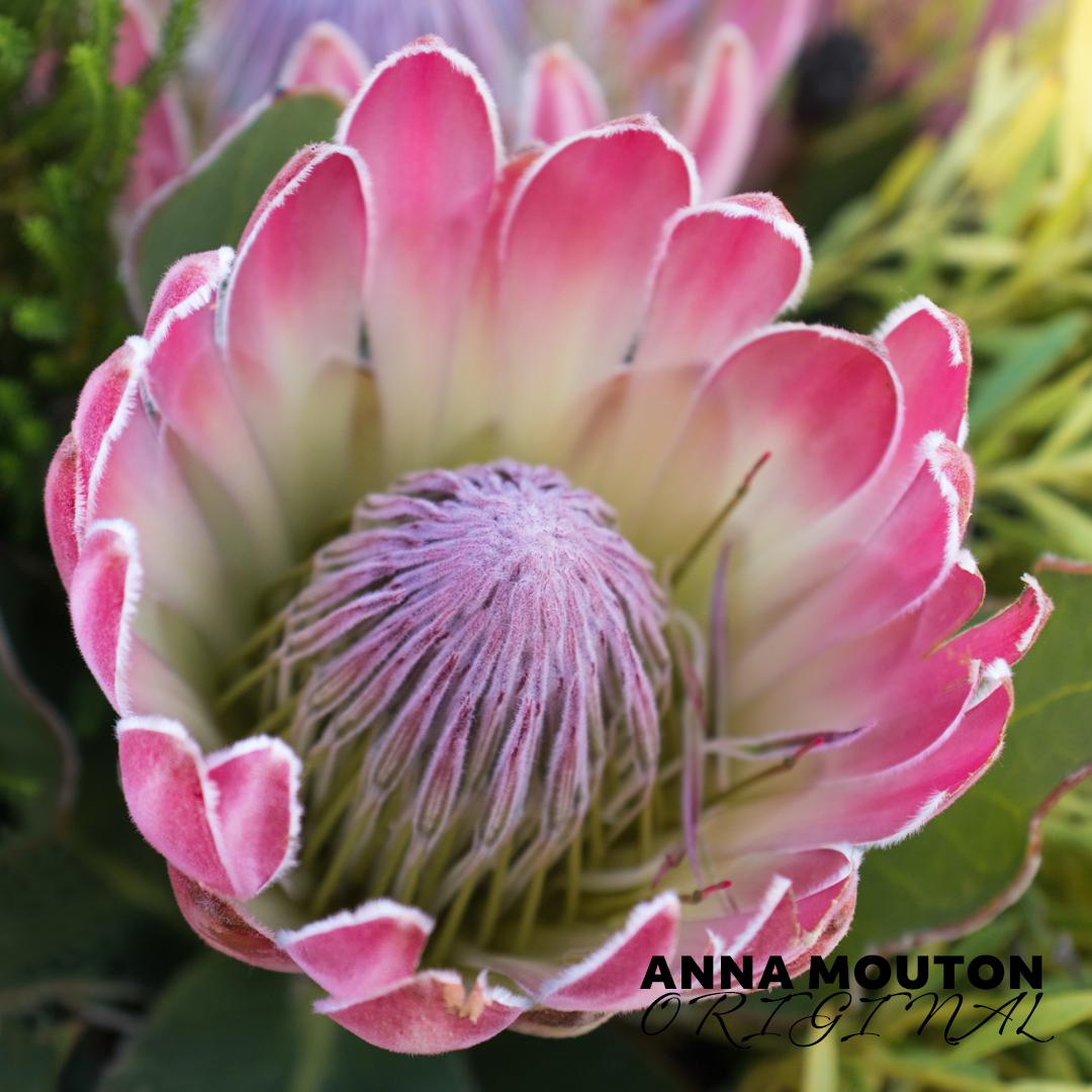 Protea flower in bouquet. Photo by Anna Mouton.