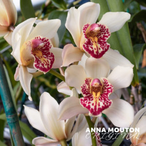 White cymbidium orchid flower with red detail. Photo by Anna Mouton.