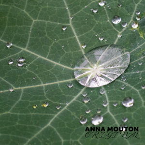 Raindrops on nasturtium — Tropaeolum majus — leaf. Photo by Anna Mouton.