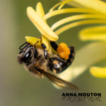 Honey bee — Apis species — collecting pollen on chasmanthe — Chasmanthe floribunda var. duckittii. Photo by Anna Mouton.