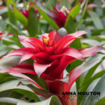 Red bromeliad flower. Photo by Anna Mouton.