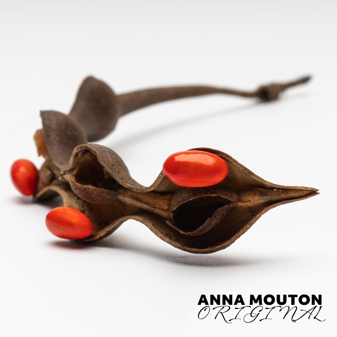 Seedpod of coral tree — Erythrina caffra. Photo by Anna Mouton.