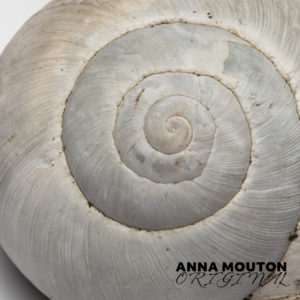 Bleached shell of snail — Cornu aspersum. Photo by Anna Mouton.