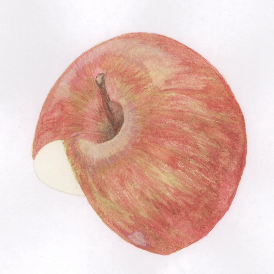 Watercolor of a red apple for an infographic. Graphic by Anna Mouton.