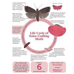 Fresh Quarterly December 2019. Infographic: Life cycle of false codling moth created by Anna Mouton.